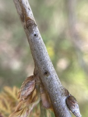 Callirhytis medularis