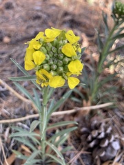 Erysimum capitatum