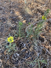 Erysimum capitatum