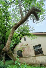 Erythrina corallodendron