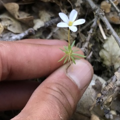 Leptosiphon androsaceus