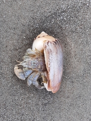 Decapoda