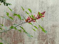 Erythrina corallodendron