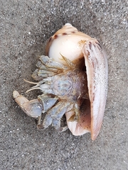 Decapoda