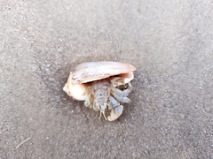 Decapoda