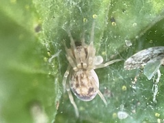 Emblyna
