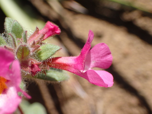 Image of Diplacus johnstonii by (c) George Williams, some rights reserved (CC BY)