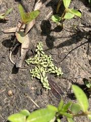 Callitriche terrestris