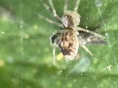 Emblyna