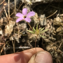 Leptosiphon androsaceus