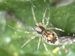 Emblyna