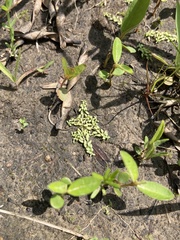 Callitriche terrestris