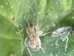 Emblyna