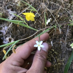 Leptosiphon androsaceus