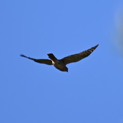 Accipiter rufiventris