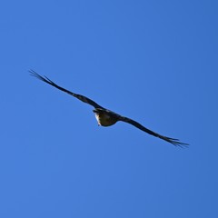 Accipiter rufiventris