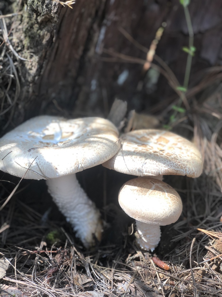 Giant Sawgill from Huitzilac, MOR, MX on May 10, 2022 at 03:52 PM by