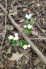 Sanguinaria canadensis
