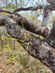 Encyclia bractescens