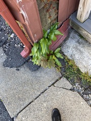 Hosta sieboldii