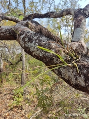 Encyclia bractescens