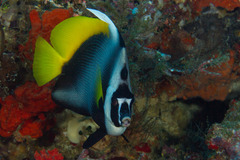 Heniochus singularius
