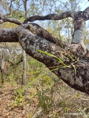Encyclia bractescens