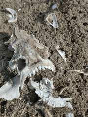 Pygocentrus nattereri