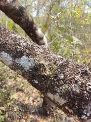 Encyclia bractescens