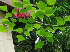 Erythrina corallodendron