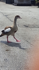 Alopochen aegyptiaca image