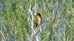 Pheucticus melanocephalus