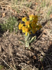 Senecio