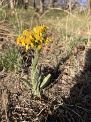 Senecio