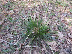 Oryzopsis asperifolia