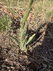 Senecio