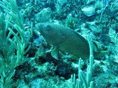 Epinephelus guttatus