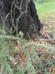 Cryptandra spinescens