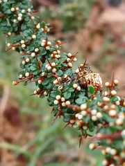 Cryptandra spinescens