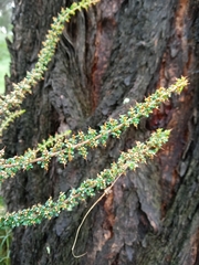 Cryptandra spinescens