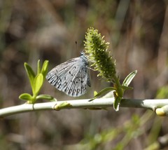 Celastrina echo sidara