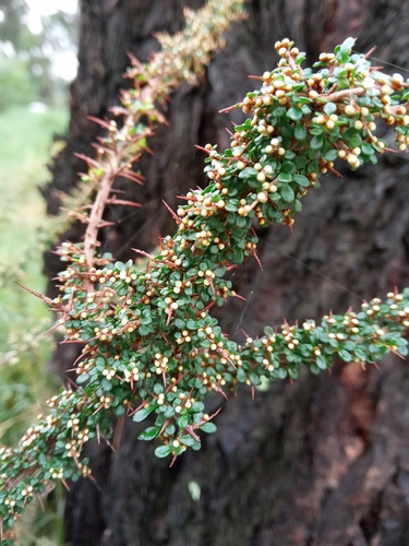 Cryptandra Spinescens Inaturalist