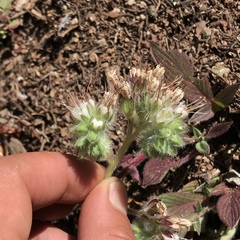 Phacelia corymbosa