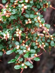 Cryptandra spinescens