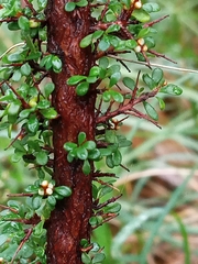 Cryptandra spinescens