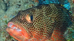 Epinephelus guttatus