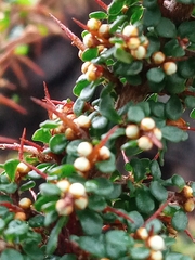 Cryptandra spinescens