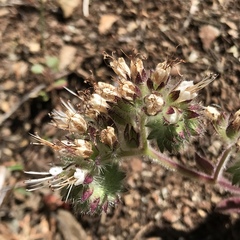 Phacelia corymbosa