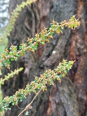 Cryptandra spinescens