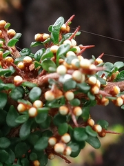 Cryptandra spinescens